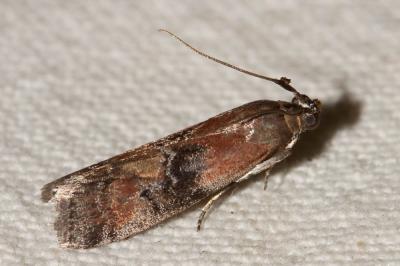  Rhodophaea formosa (Haworth, 1811)