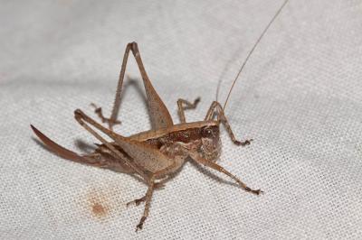 Decticelle frêle Yersinella raymondii (Yersin, 1860)