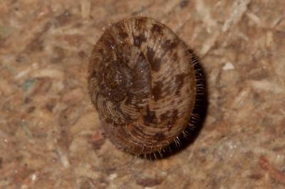Hélicette veloutée Xerotricha conspurcata (Draparnaud, 1801)