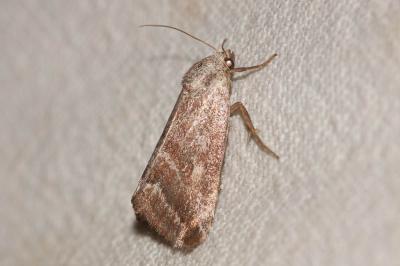 Anthophile de l'Armoise (L'), Phyllophile (La) Phyllophila obliterata (Rambur, 1833)