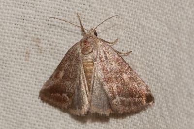 Anthophile de l'Armoise (L'), Phyllophile (La) Phyllophila obliterata (Rambur, 1833)