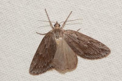 Callunaire (La), Pachycnémie des Callunes (La) Pachycnemia hippocastanaria (Hübner, 1799)