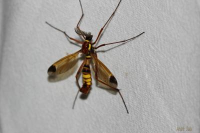  Ctenophora ornata Meigen, 1818