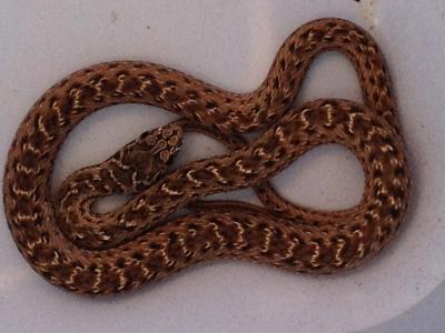 Couleuvre de Montpellier Malpolon monspessulanus (Hermann, 1804)