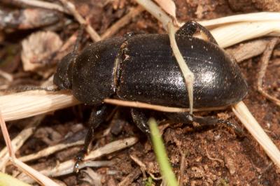 Ténébrion abrégé Phylan abbreviatus (Olivier, 1795)