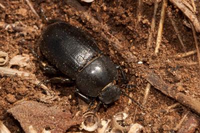 Ténébrion abrégé Phylan abbreviatus (Olivier, 1795)