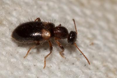  Hirticollis hispidus (Rossi, 1792)