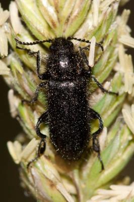 Enicopus pilosus Enicopus pilosus (Scopoli, 1763)