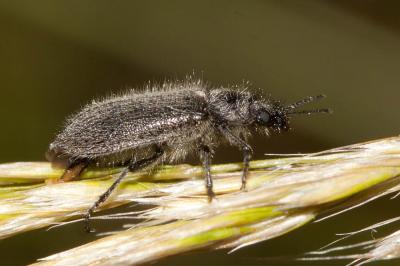 Enicopus pilosus Enicopus pilosus (Scopoli, 1763)