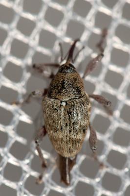 Balanin des noisettes Curculio nucum Linnaeus, 1758