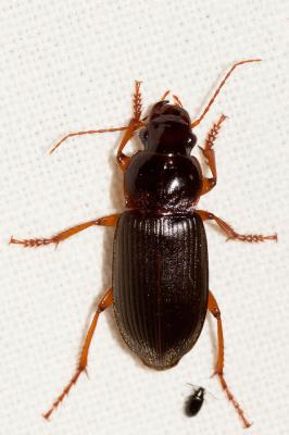  Pseudoophonus rufipes (De Geer, 1774)