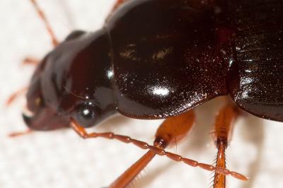  Pseudoophonus rufipes (De Geer, 1774)