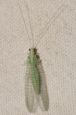  Pseudomallada zelleri (Schneider, 1851)