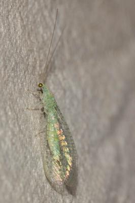  Pseudomallada zelleri (Schneider, 1851)