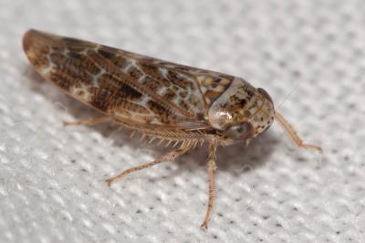  Allygus mixtus (Fabricius, 1794)