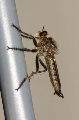  Eutolmus rufibarbis (Meigen, 1820)