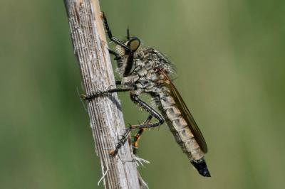  Eutolmus rufibarbis (Meigen, 1820)