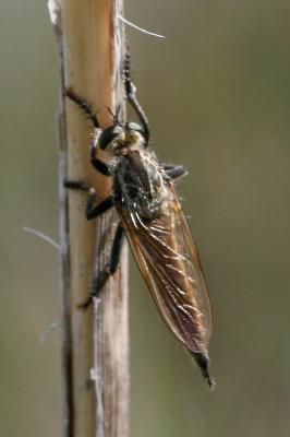  Eutolmus rufibarbis (Meigen, 1820)
