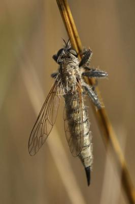  Machimus rusticus (Meigen, 1820)