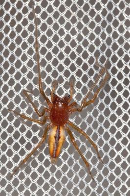 Chiracanthe nourrice Cheiracanthium punctorium (Villers, 1789)