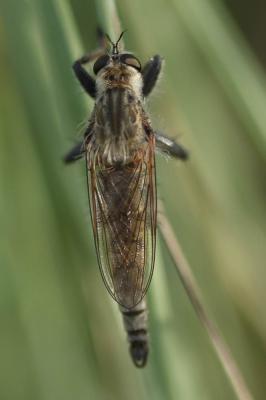  Machimus rusticus (Meigen, 1820)
