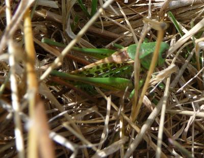 Dectique verrucivore, Sauterelle à sabre, Sauterel Decticus verrucivorus (Linnaeus, 1758)