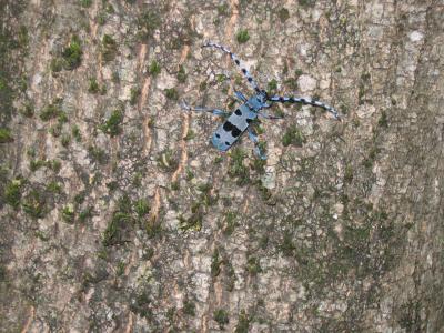 Rosalie des Alpes Rosalia alpina (Linnaeus, 1758)