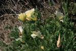 Pavot de Californie, Eschscholzie de Californie Eschscholzia californica Cham., 1820