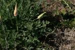 Pavot de Californie, Eschscholzie de Californie Eschscholzia californica Cham., 1820
