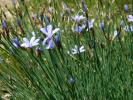 Aphyllanthe de Montpellier, Œillet-bleu-de-Montpel Aphyllanthes monspeliensis L., 1753