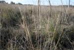 Plumet chevelue, Stipe capillaire Stipa capillata L., 1762
