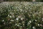 Diplotaxe fausse-roquette, Roquette blanche Diplotaxis erucoides (L.) DC., 1821