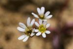 Drave de printemps Draba verna L., 1753