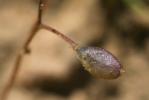 Drave de printemps Draba verna L., 1753