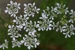 Bifora rayonnante, Sudeur Bifora radians M.Bieb., 1819