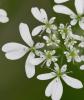 Bifora rayonnante, Sudeur Bifora radians M.Bieb., 1819
