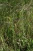 Herbe aux chantres, Sisymbre officinal Sisymbrium officinale (L.) Scop., 1772