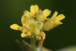 Herbe aux chantres, Sisymbre officinal Sisymbrium officinale (L.) Scop., 1772