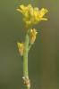 Herbe aux chantres, Sisymbre officinal Sisymbrium officinale (L.) Scop., 1772