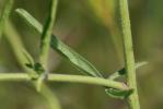 Herbe aux chantres, Sisymbre officinal Sisymbrium officinale (L.) Scop., 1772