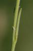 Herbe aux chantres, Sisymbre officinal Sisymbrium officinale (L.) Scop., 1772