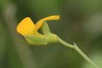 Gesse aphylle, Gesse sans feuilles Lathyrus aphaca L., 1753