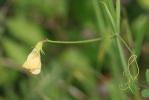 Gesse annuelle Lathyrus annuus L., 1753