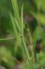 Gesse annuelle Lathyrus annuus L., 1753