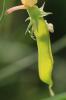 Gesse annuelle Lathyrus annuus L., 1753