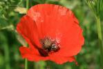 Coquelicot Papaver rhoeas L., 1753