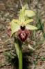  Ophrys occidentalis (Scappat.) Scappat. & M.Demange, 2005