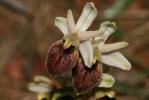  Ophrys occidentalis (Scappat.) Scappat. & M.Demange, 2005