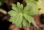 Géranium à feuilles molles Geranium molle L., 1753