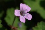 Géranium à feuilles rondes, Mauvette Geranium rotundifolium L., 1753